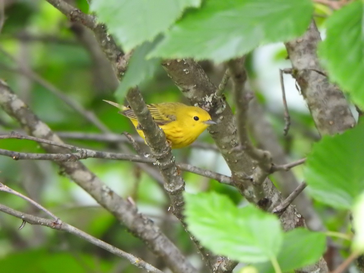 Yellow Warbler - ML638551807