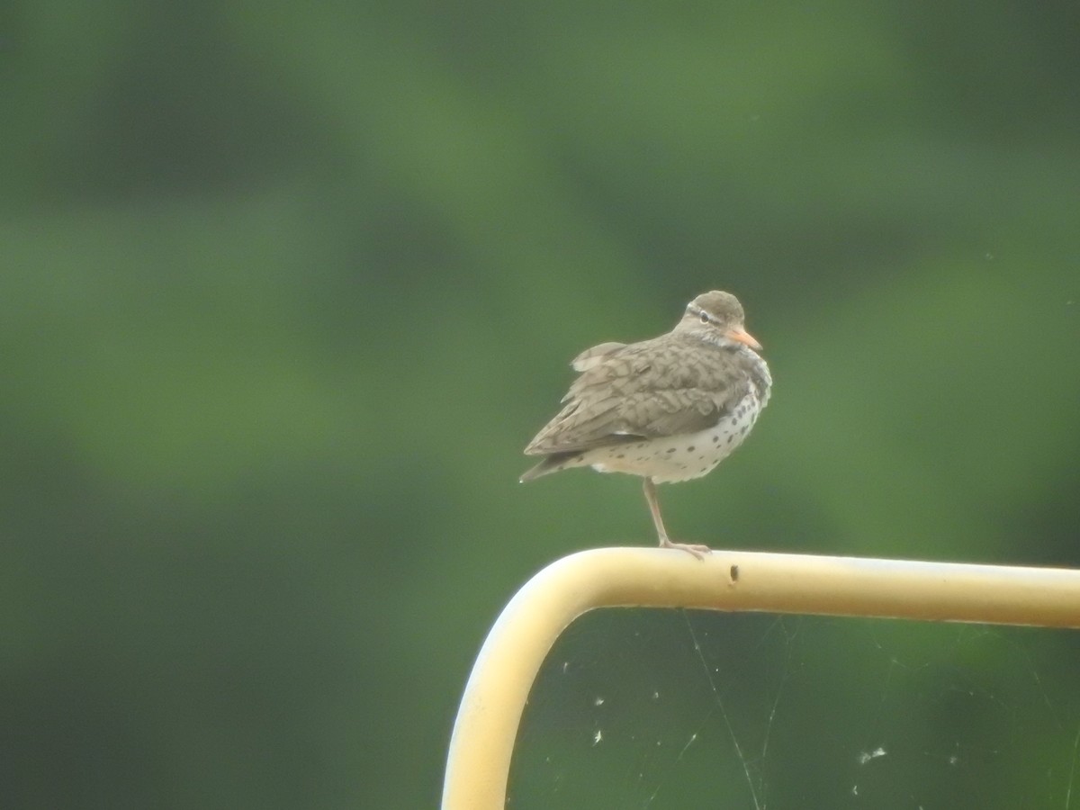 Spotted Sandpiper - ML638551818