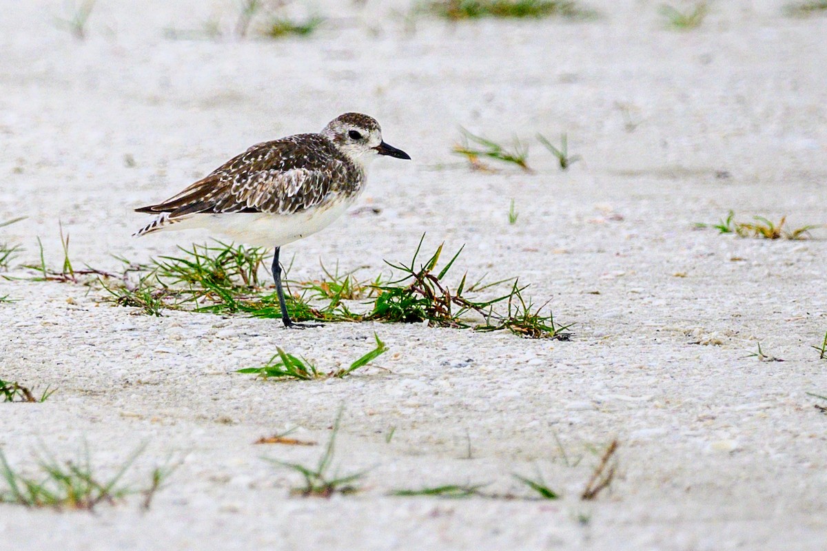 Black-bellied Plover - ML638551829