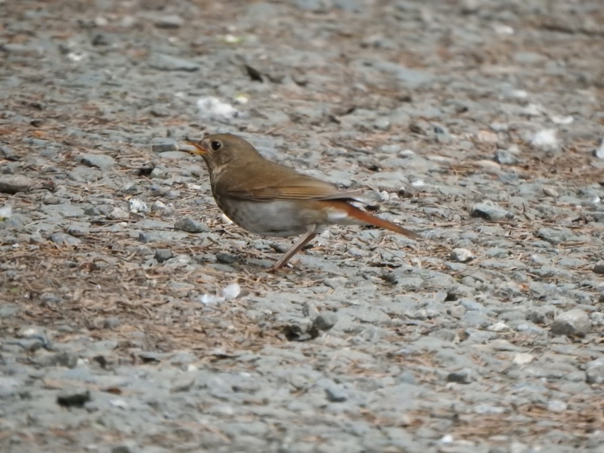 Hermit Thrush - ML638551837