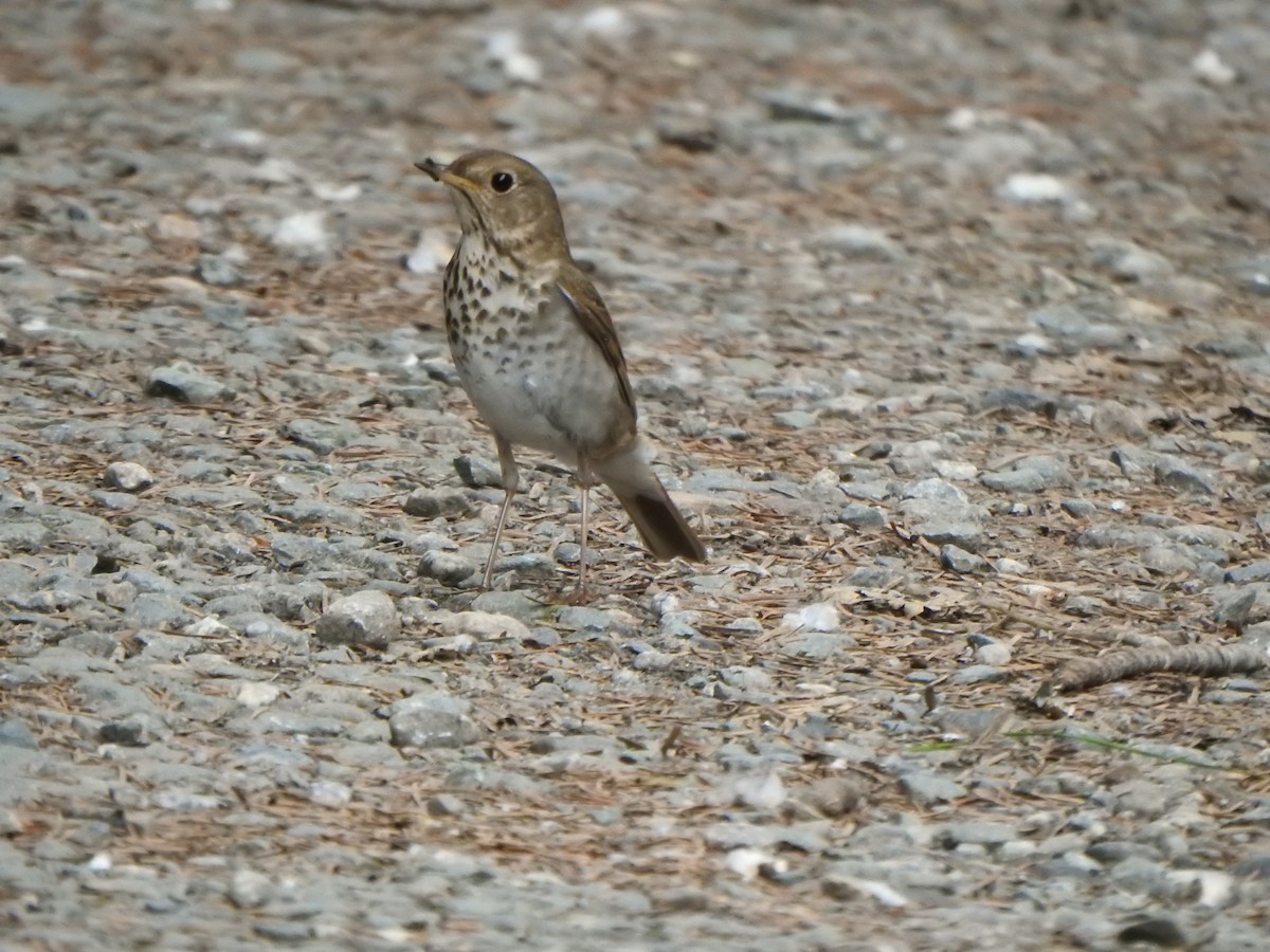 Hermit Thrush - ML638551838