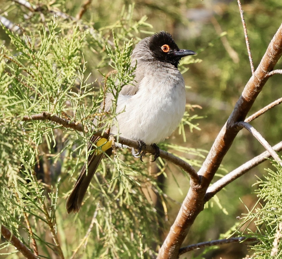 Black-fronted Bulbul - ML638551841