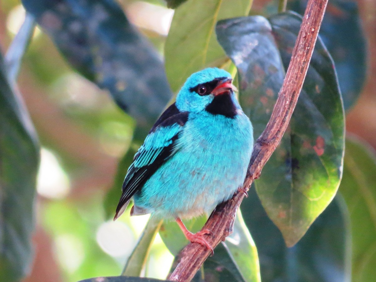 Blue Dacnis - ML638551846