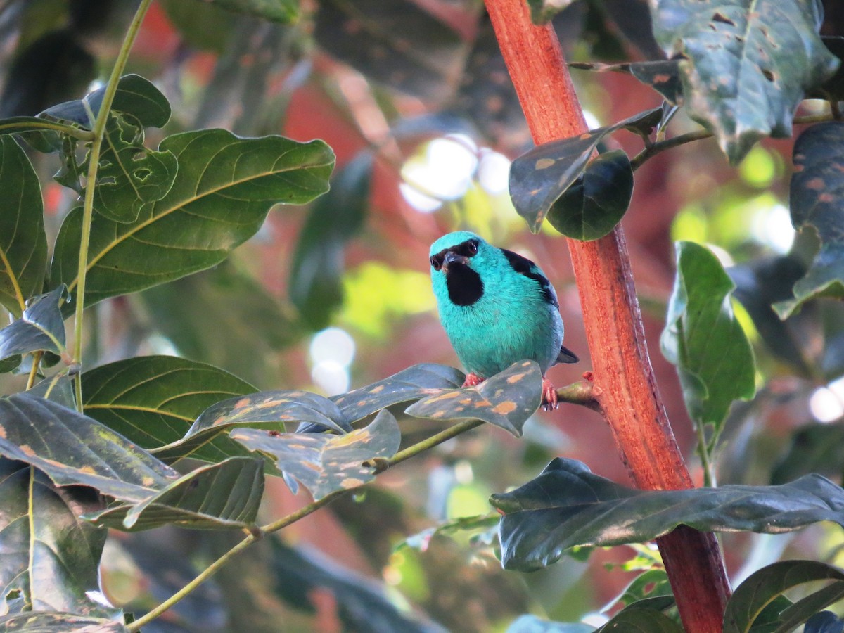 Blue Dacnis - ML638551847