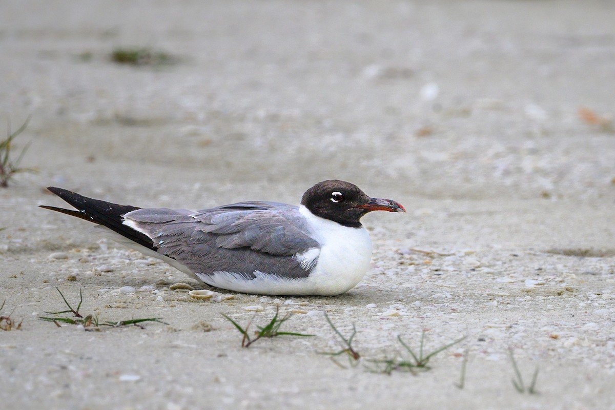 Laughing Gull - ML638551858