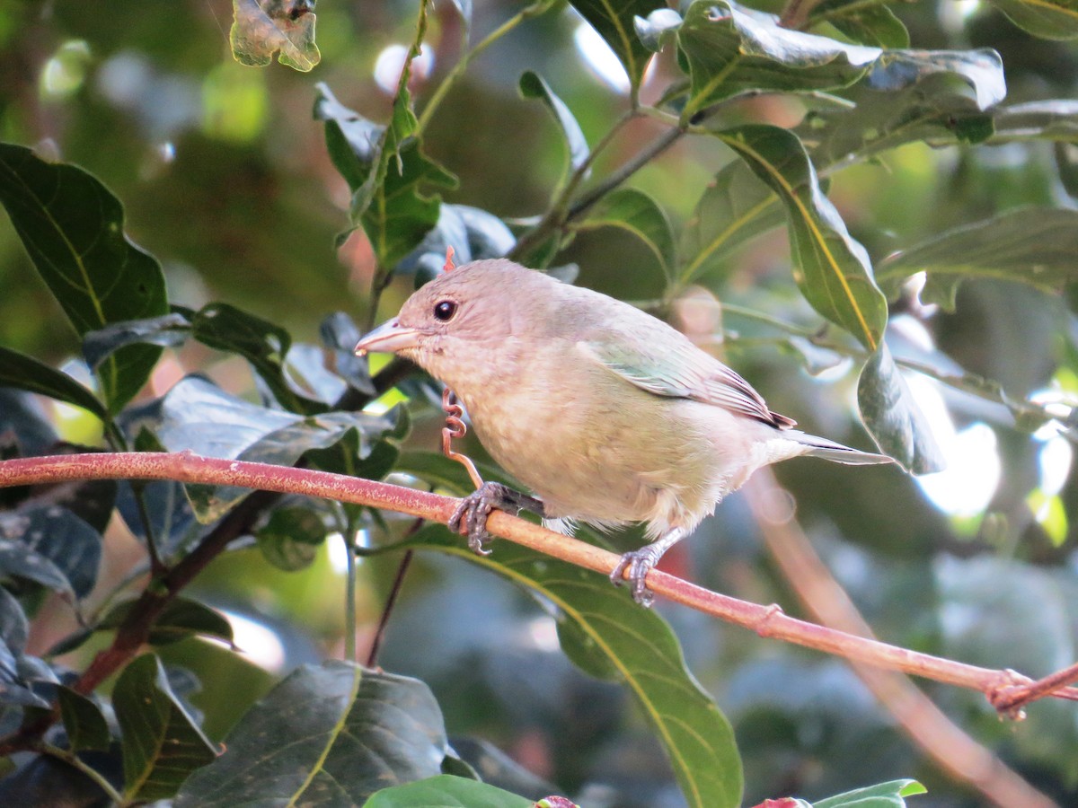 Sayaca Tanager - ML638551893