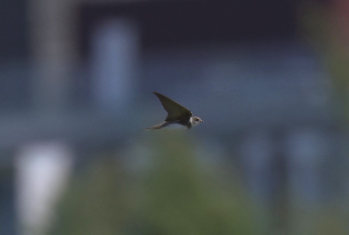 Bank Swallow - ML638551910