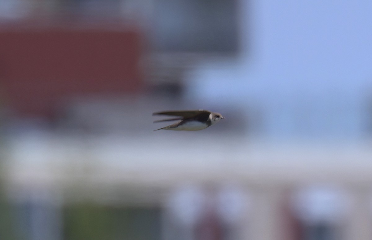 Bank Swallow - ML638551911