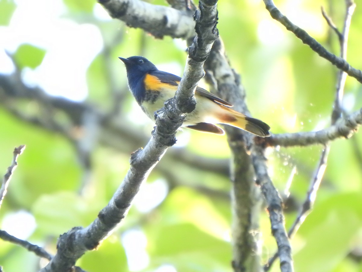 American Redstart - ML638552004
