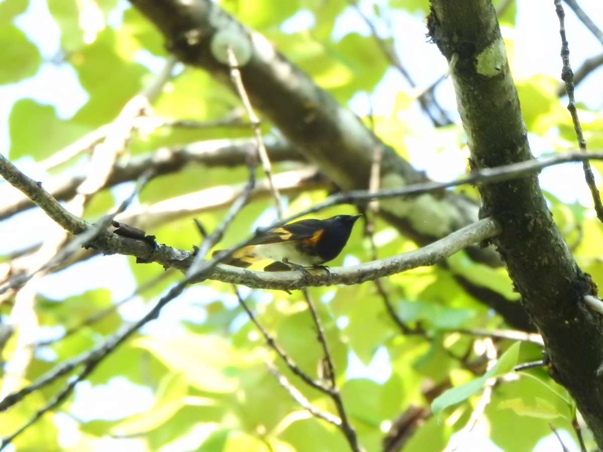 American Redstart - ML638552005