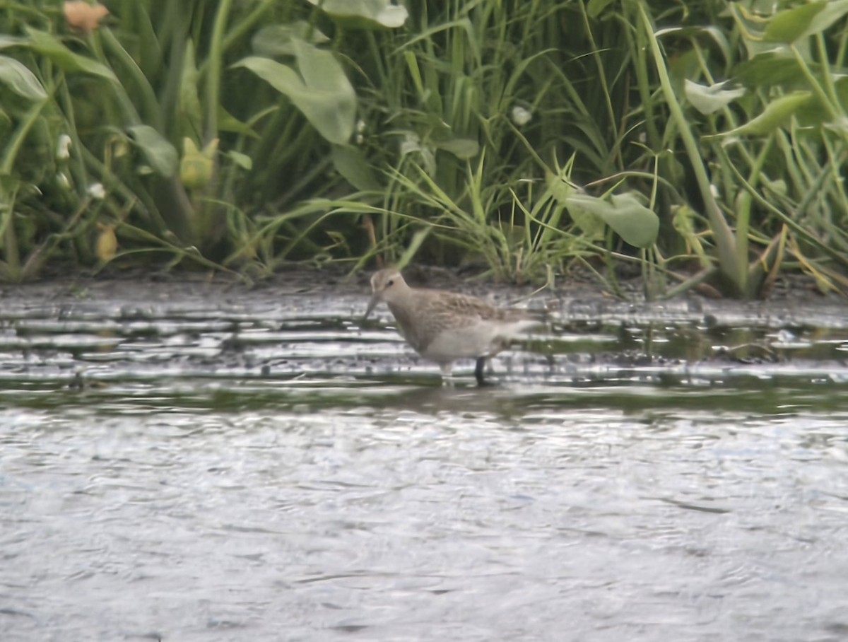 Pectoral Sandpiper - ML638552015