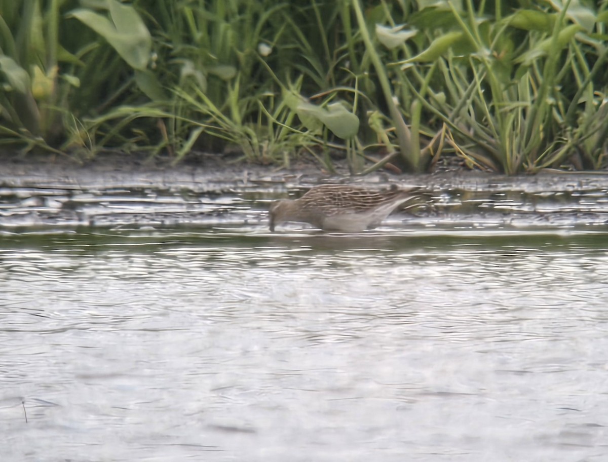 Pectoral Sandpiper - ML638552016