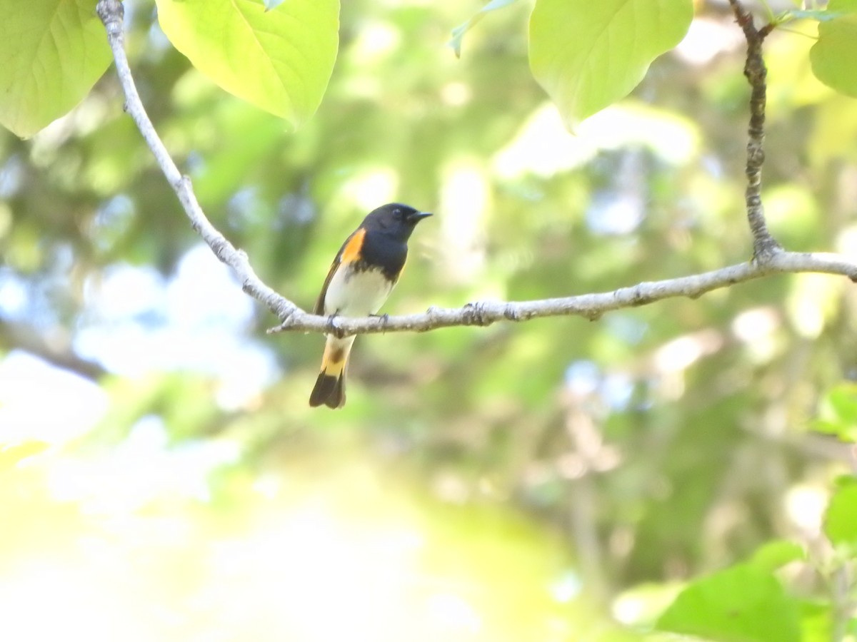 American Redstart - ML638552048