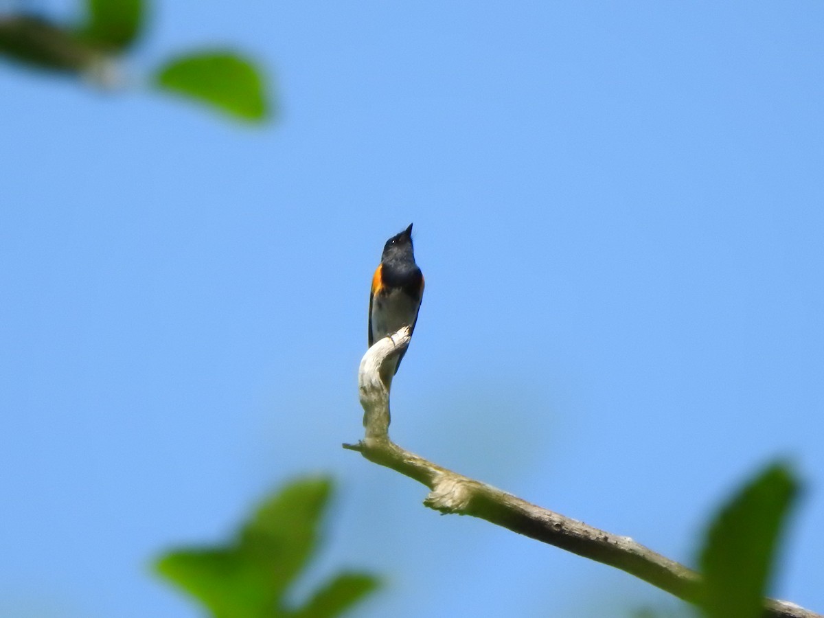 American Redstart - ML638552049