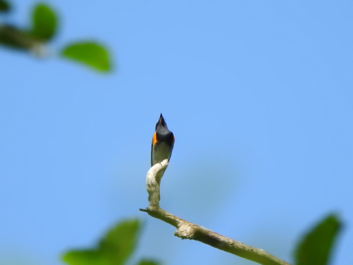 American Redstart - ML638552050