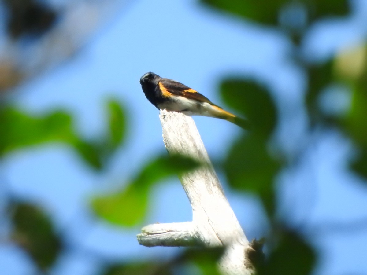 American Redstart - ML638552051