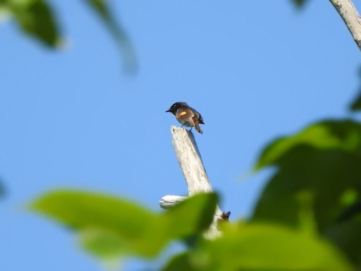 American Redstart - ML638552053
