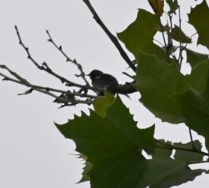 Northern Parula - ML638552072