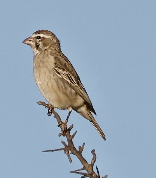 Serin à gorge blanche - ML638552094