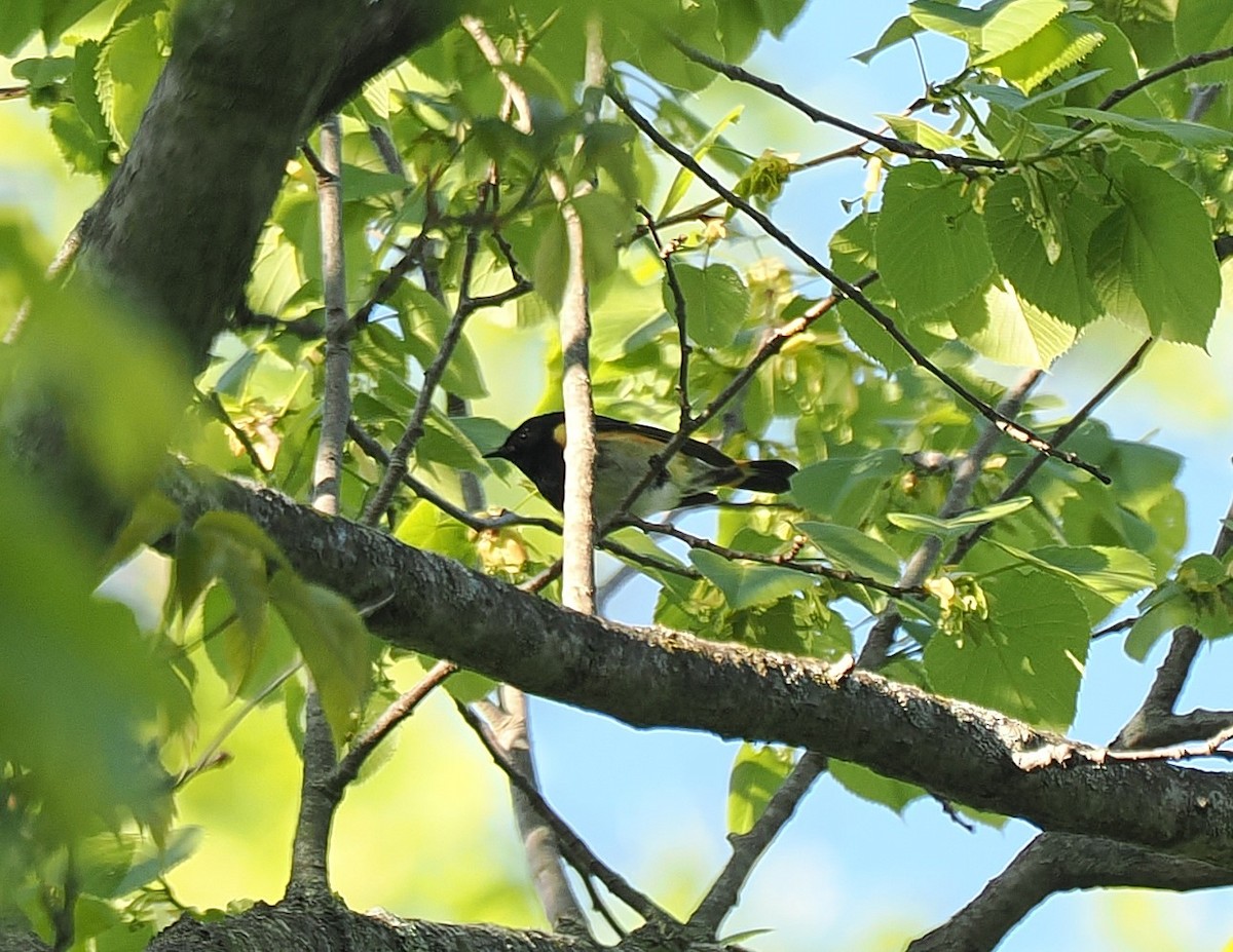 American Redstart - ML638552123
