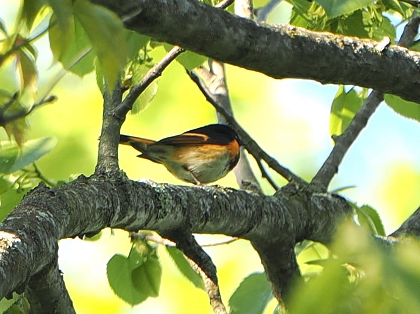 American Redstart - ML638552132