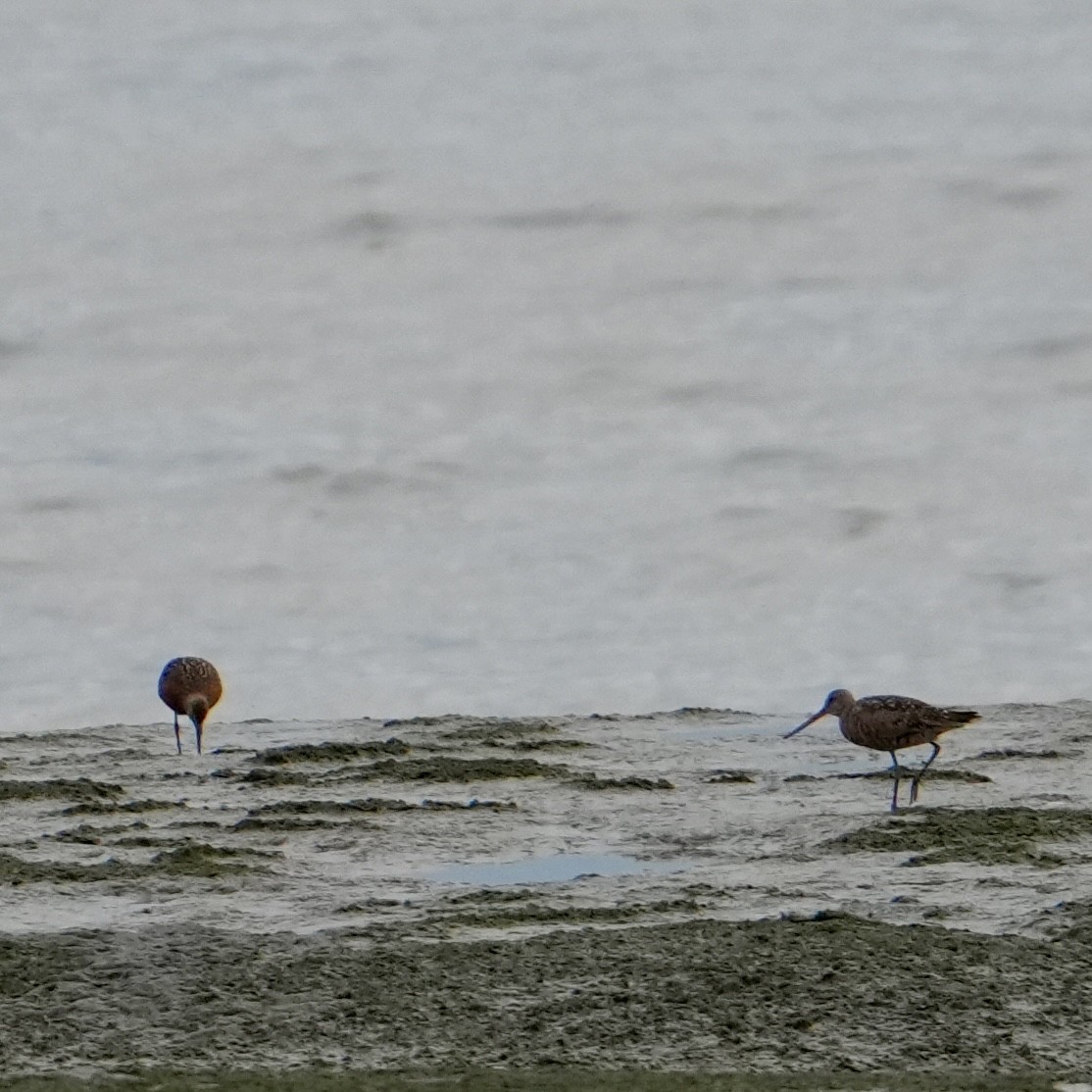 Hudsonian Godwit - ML638552153