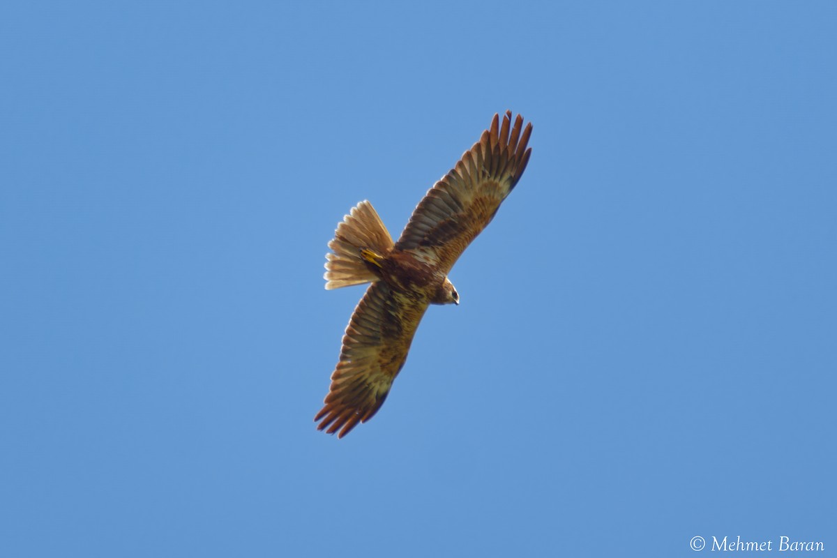 Western Marsh Harrier - ML638552223