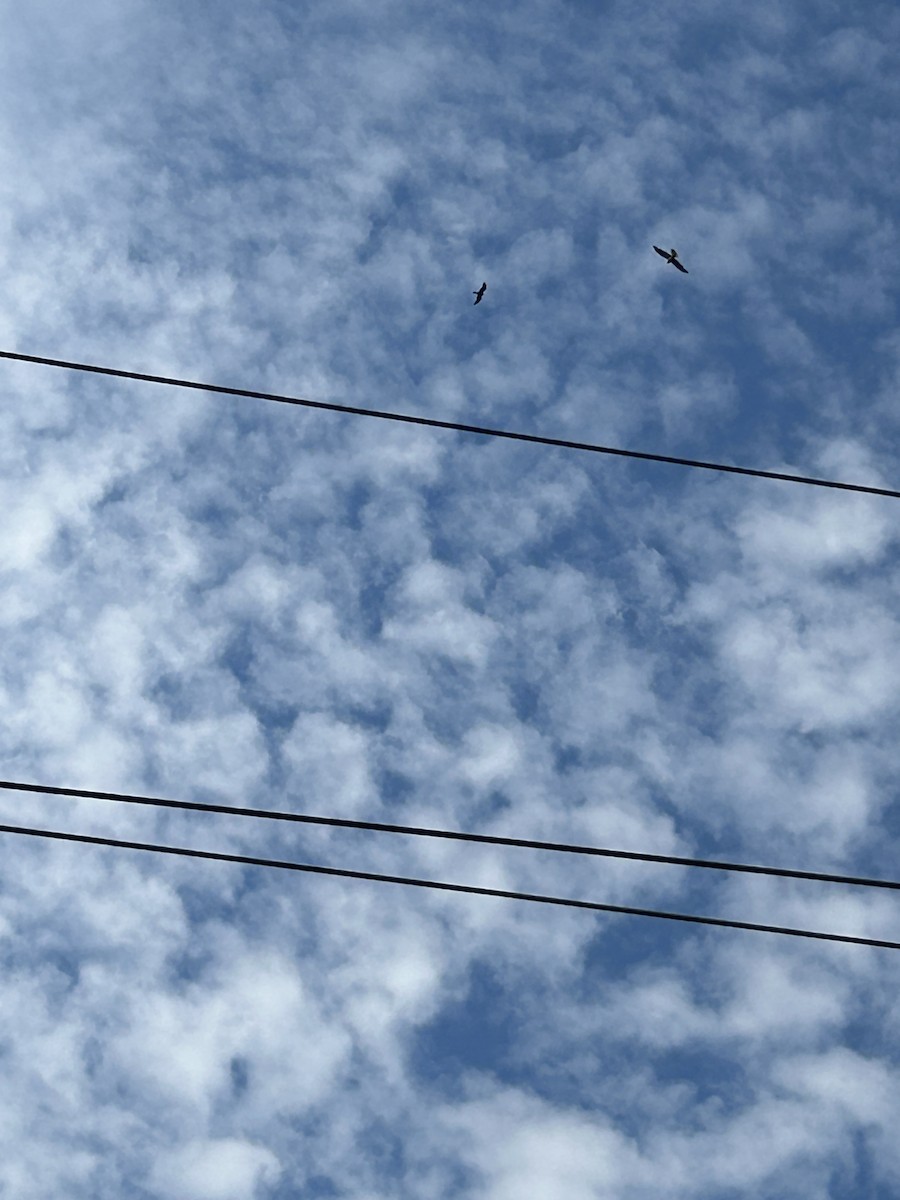 Mississippi Kite - ML638552238