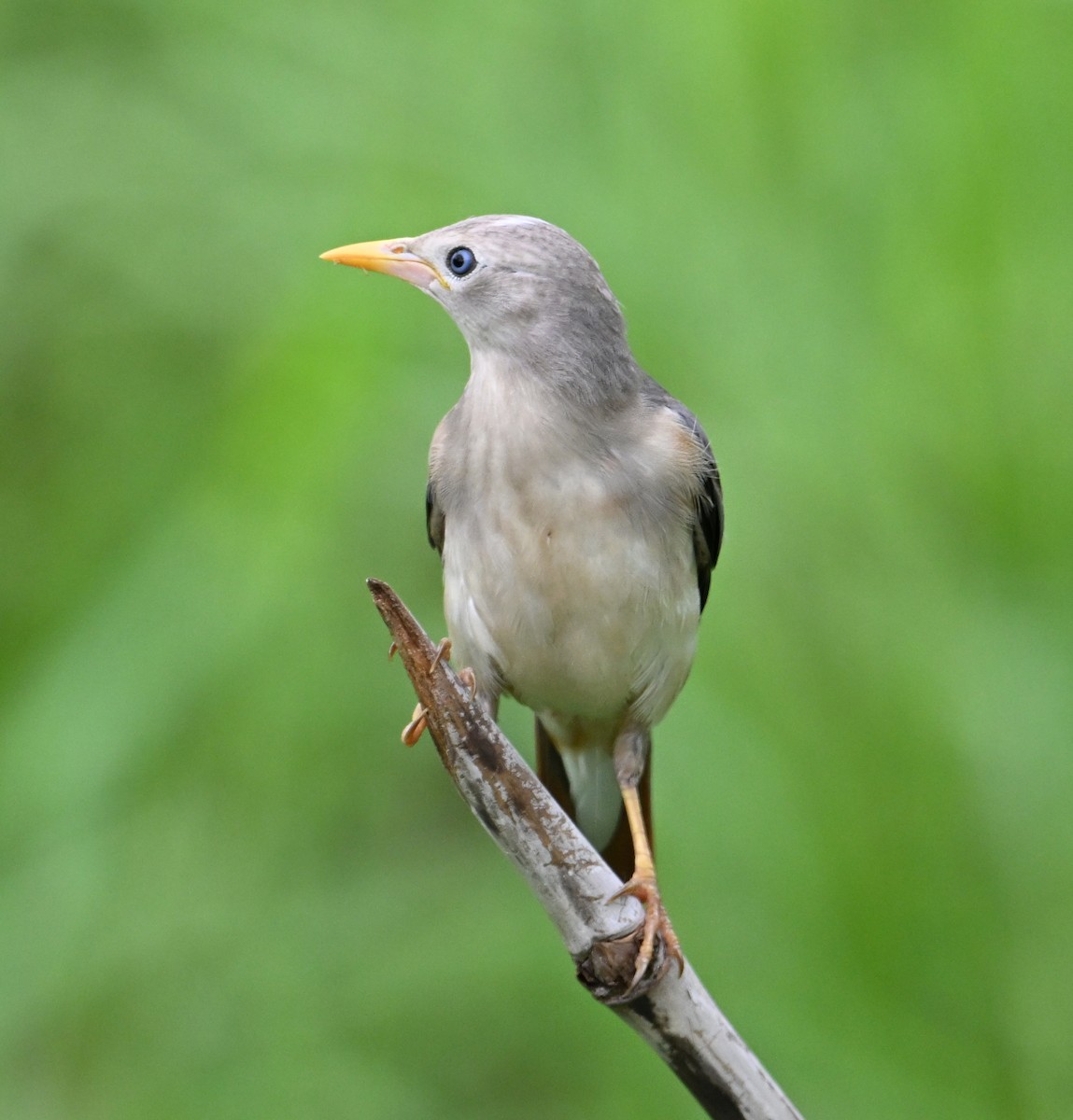 Chestnut-tailed Starling (Eastern) - ML638552255