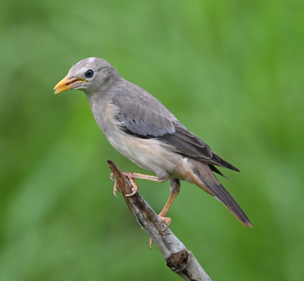 Chestnut-tailed Starling (Eastern) - ML638552256