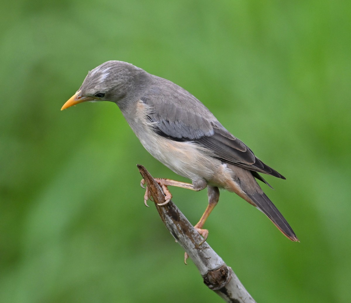 Chestnut-tailed Starling (Eastern) - ML638552257