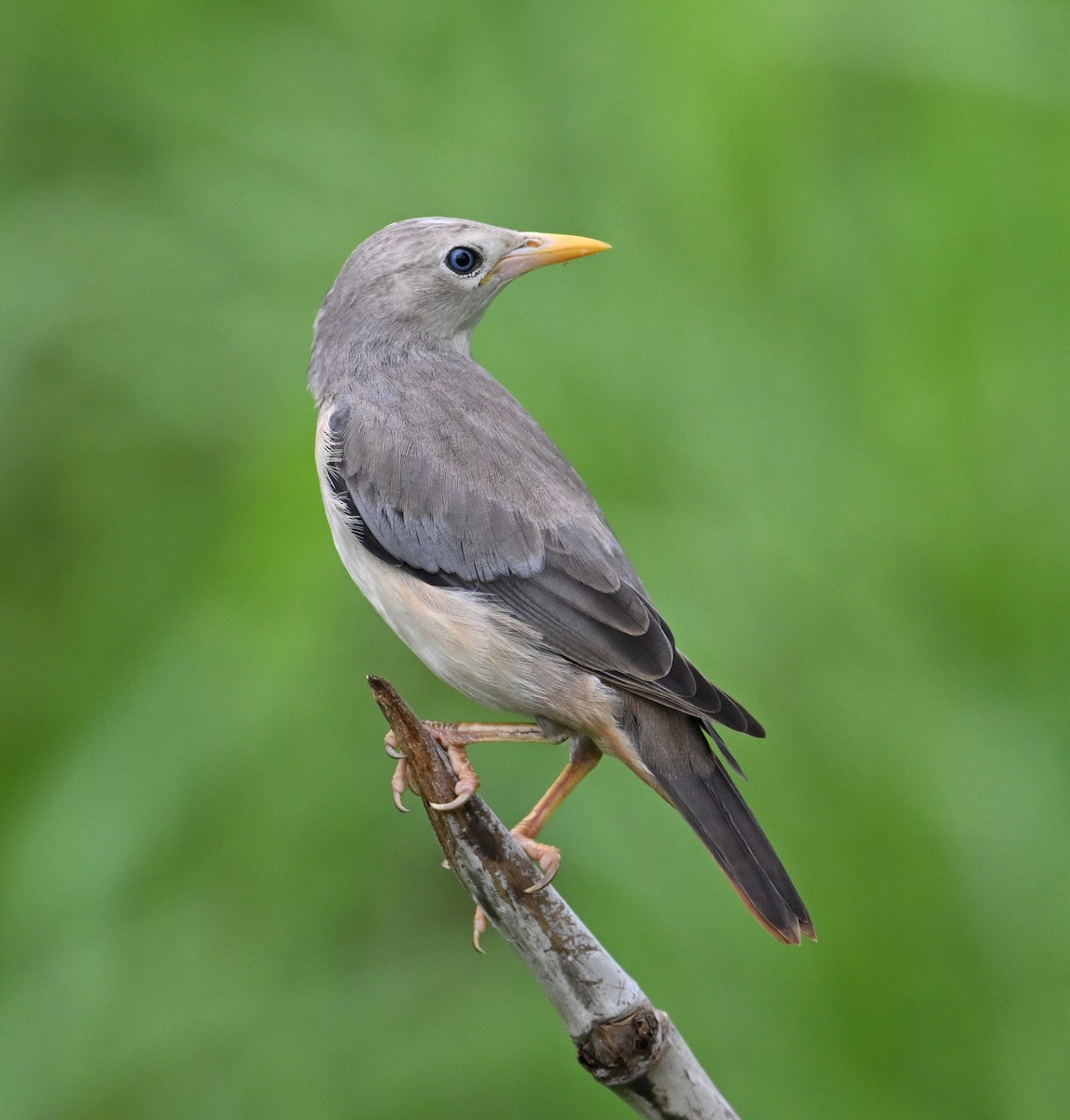 Chestnut-tailed Starling (Eastern) - ML638552258