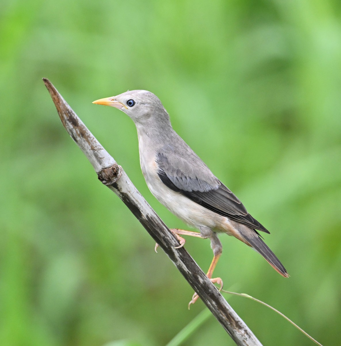 Chestnut-tailed Starling (Eastern) - ML638552259