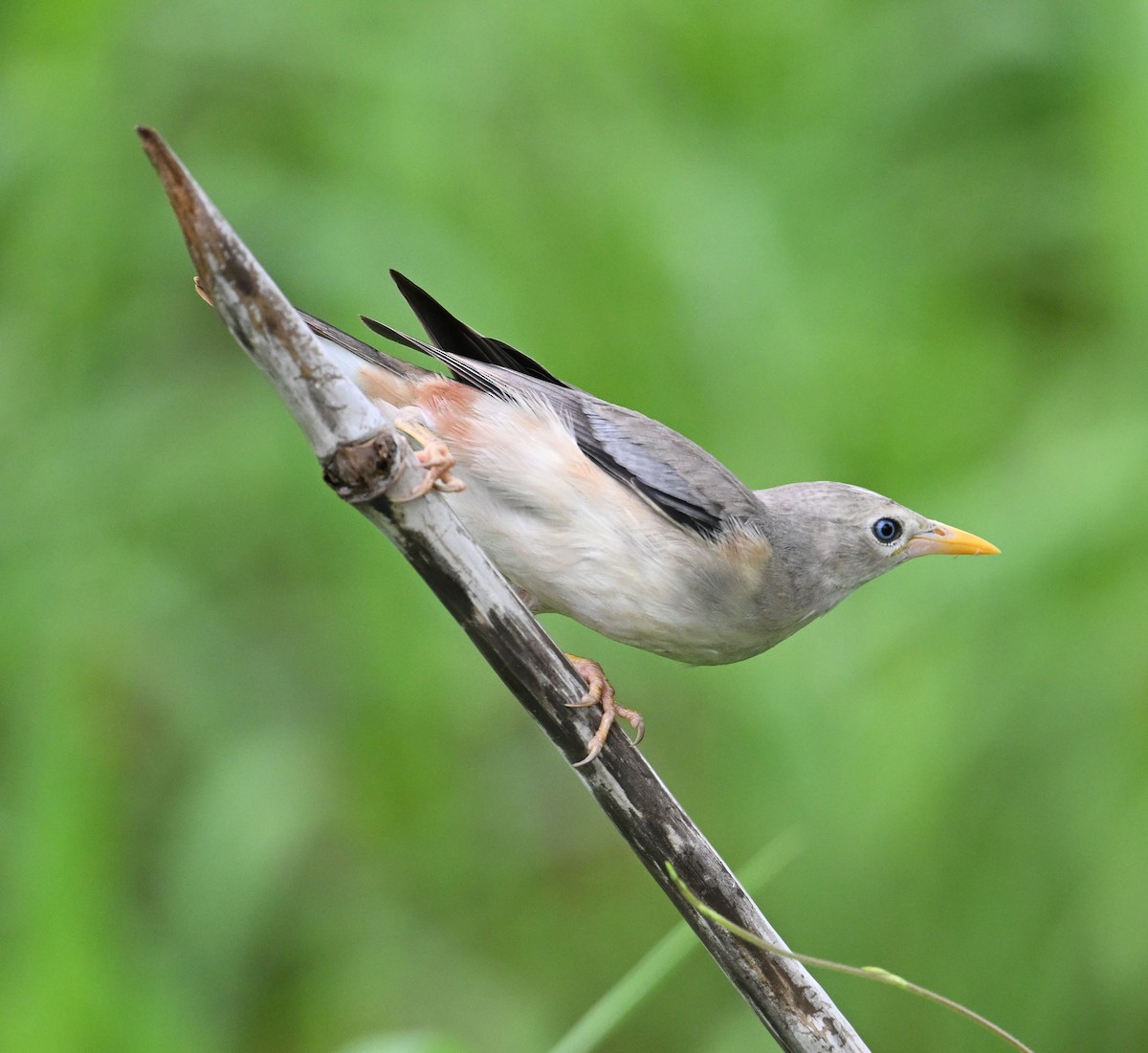 Chestnut-tailed Starling (Eastern) - ML638552260