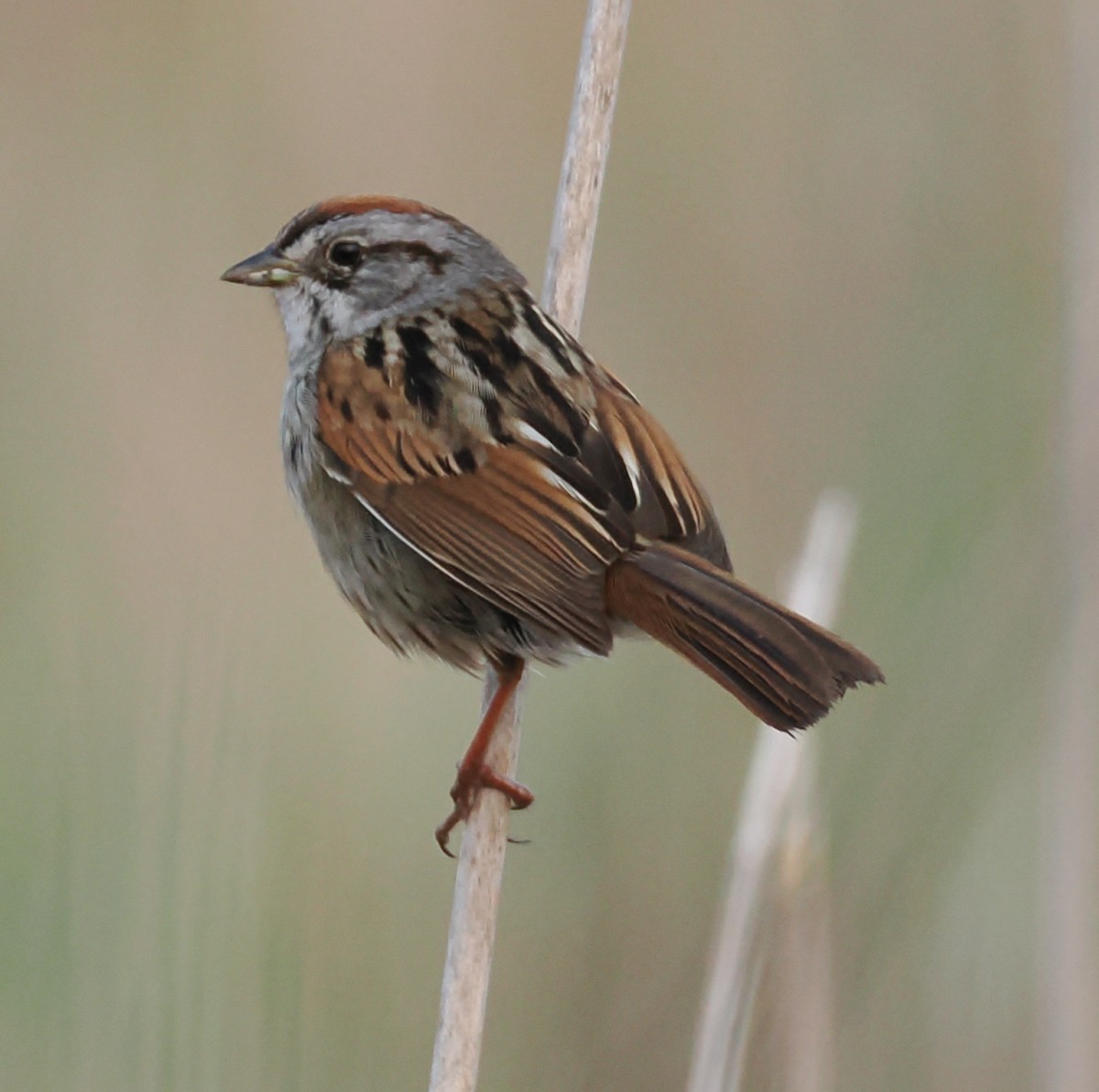 Swamp Sparrow - ML638552261