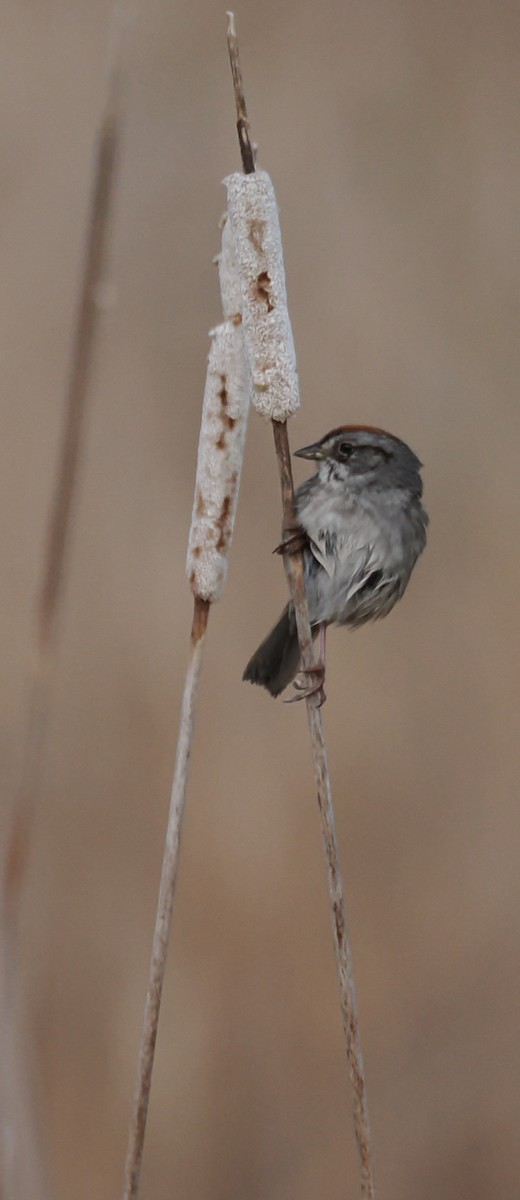 Swamp Sparrow - ML638552262