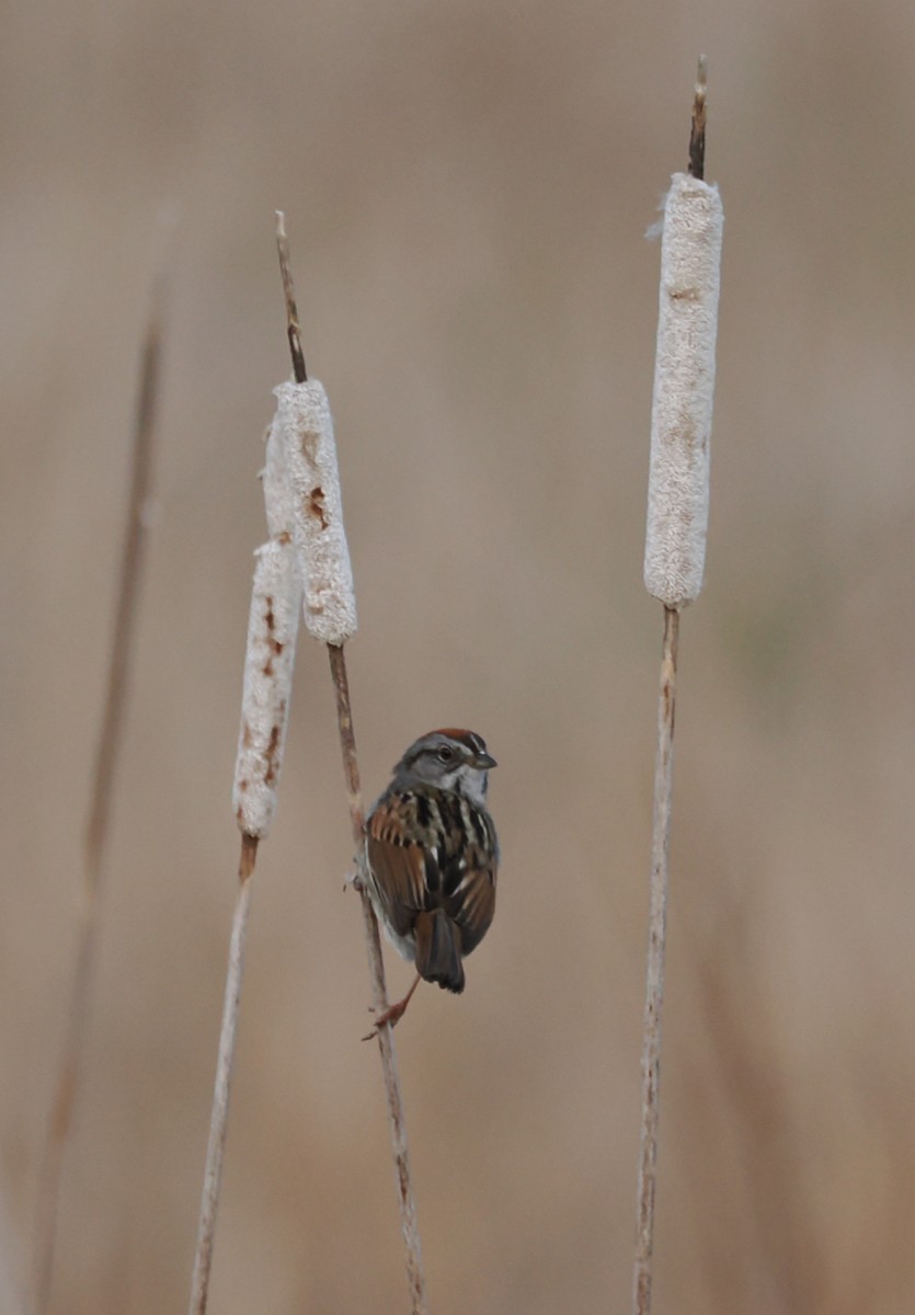 Swamp Sparrow - ML638552263