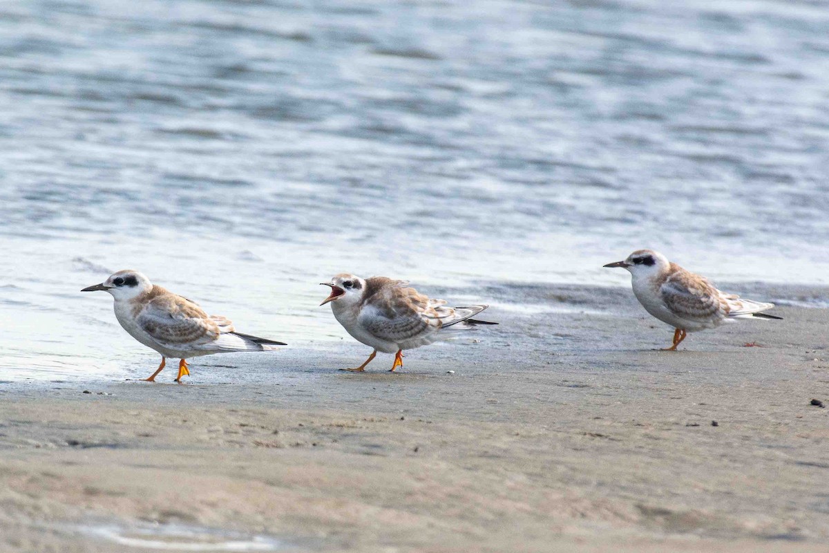 Forster's Tern - ML638552274
