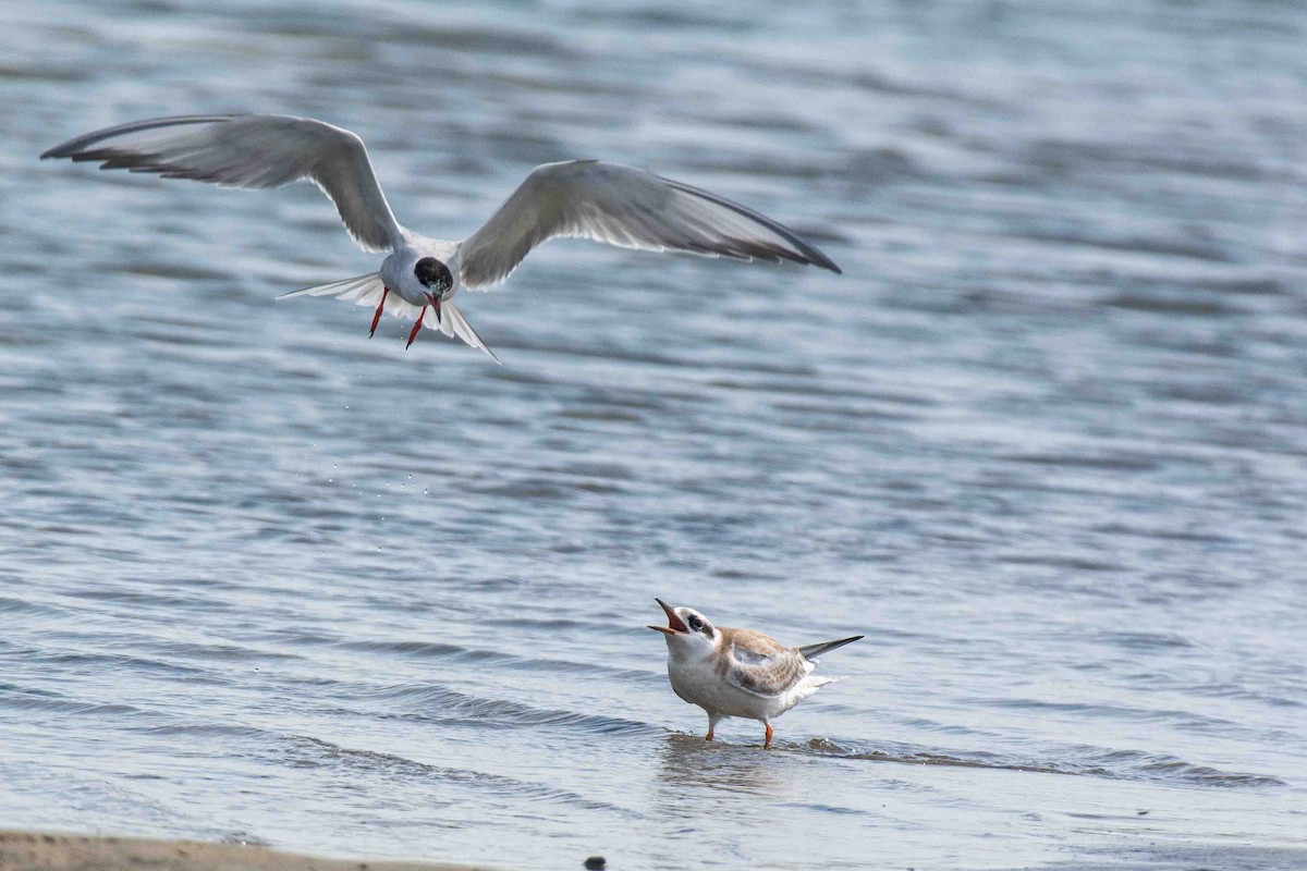 Forster's Tern - ML638552275