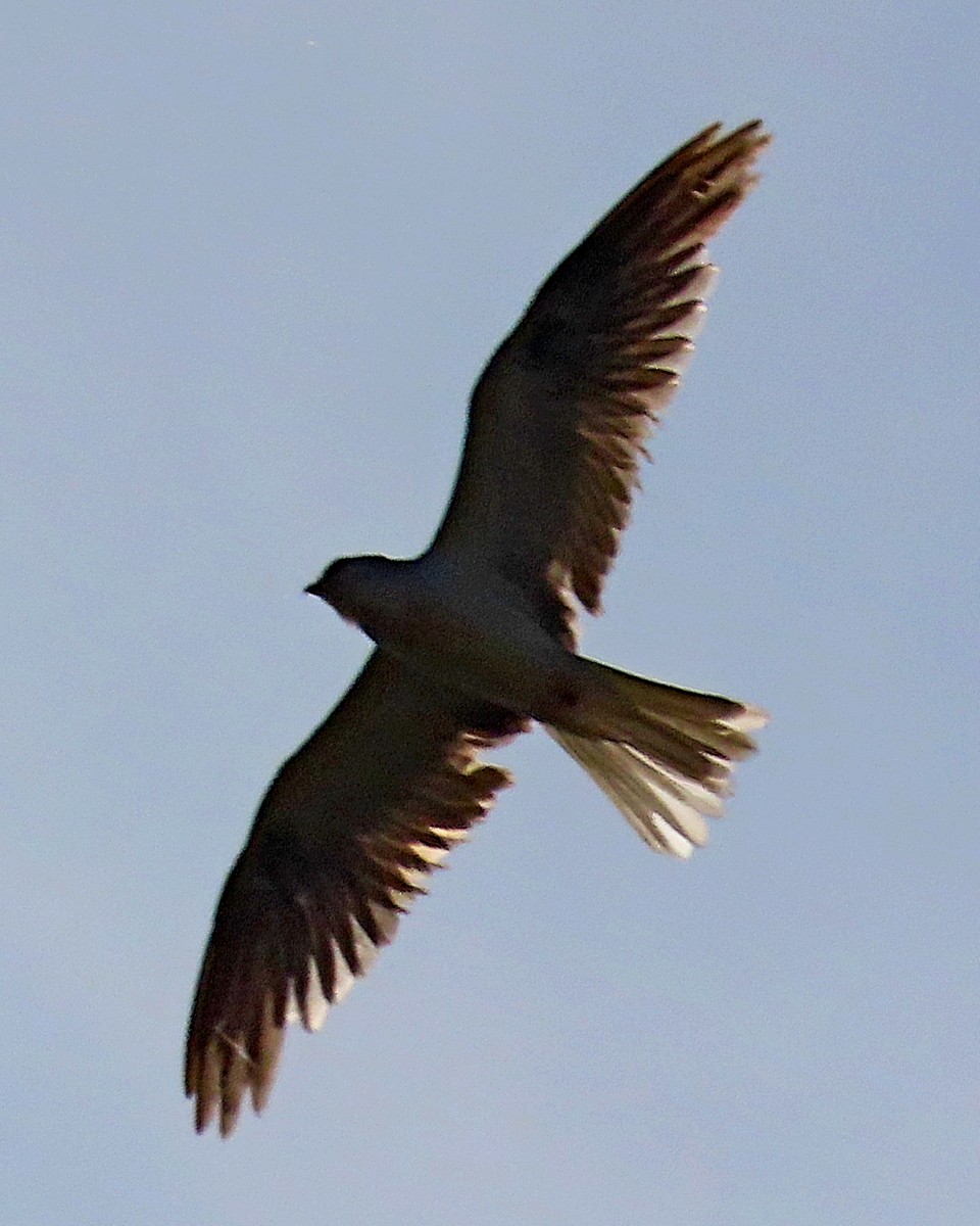 White-tailed Kite - ML638552284