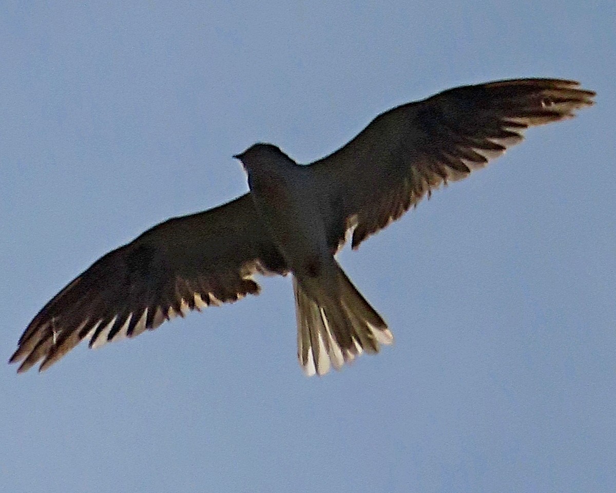 White-tailed Kite - ML638552303