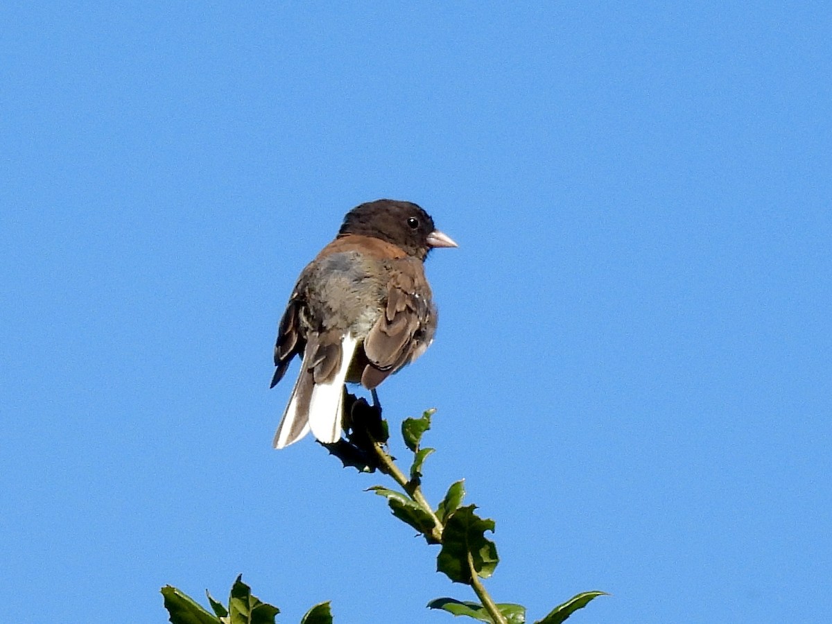 Dark-eyed Junco - ML638552330