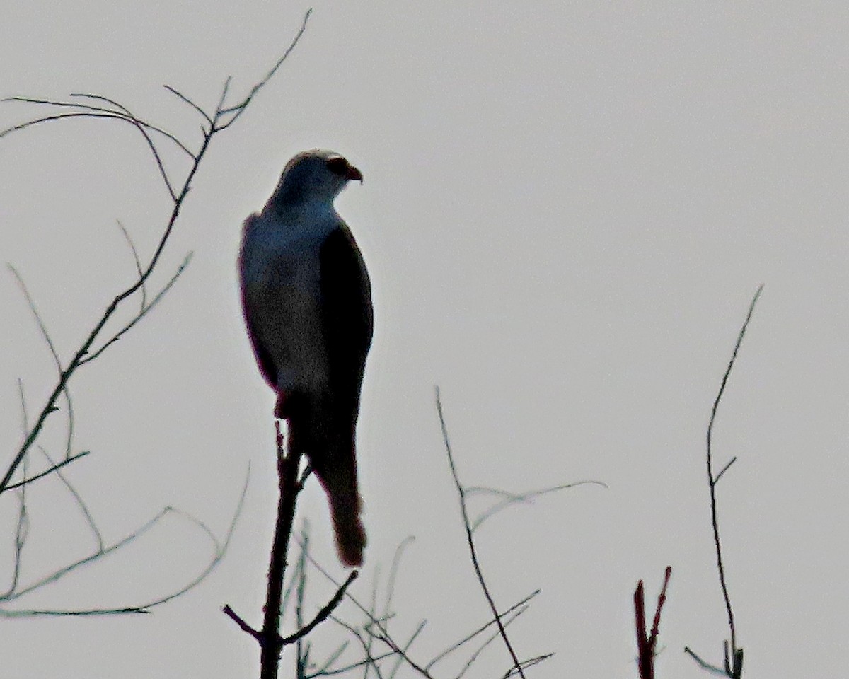 White-tailed Kite - ML638552331