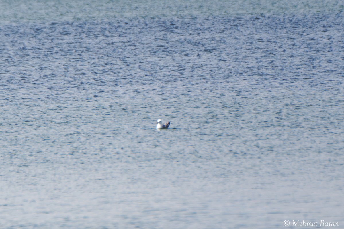 Armenian Gull - ML638552360