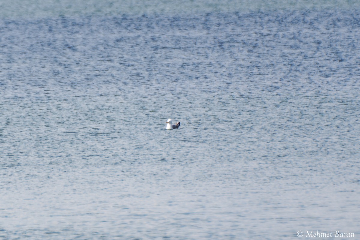 Armenian Gull - ML638552361
