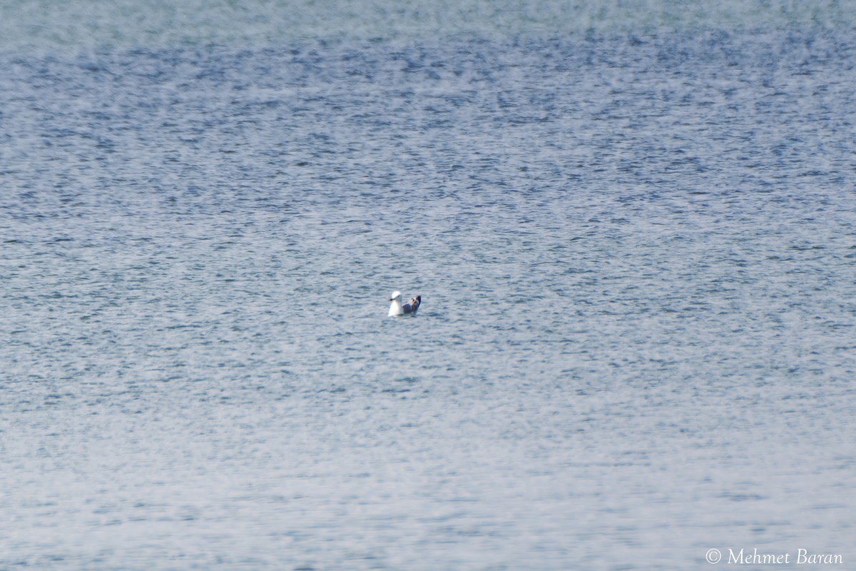 Armenian Gull - ML638552362