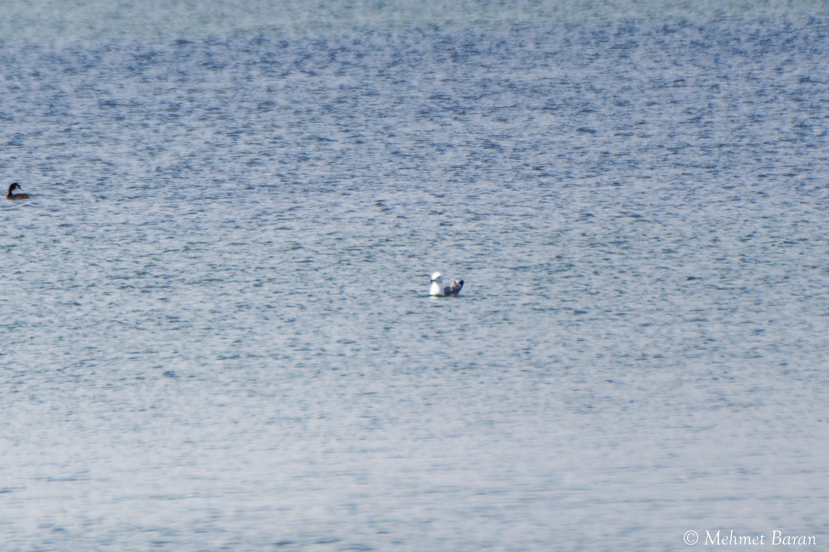 Armenian Gull - ML638552363