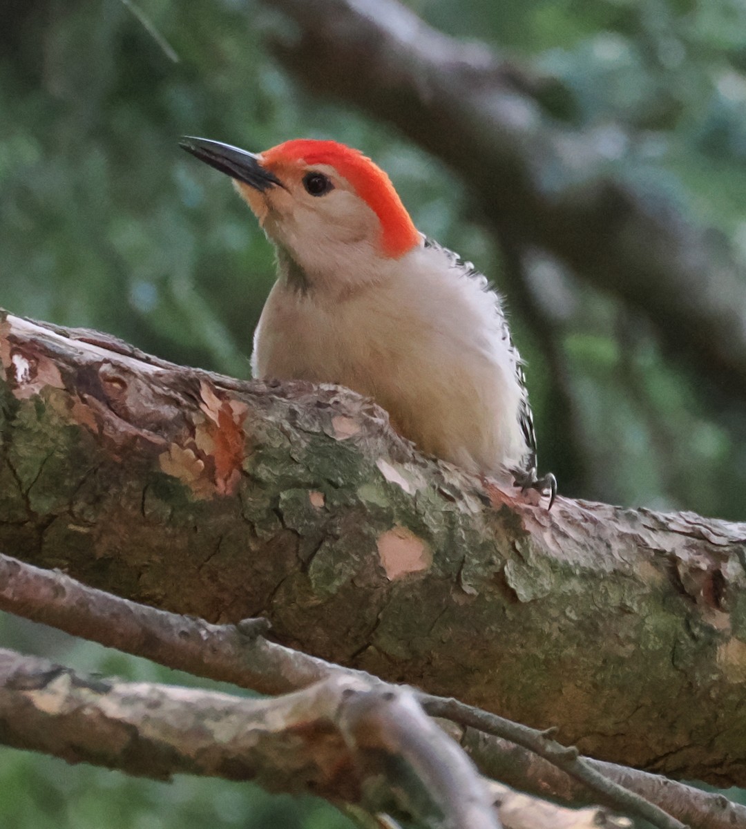 Red-bellied Woodpecker - ML638552368