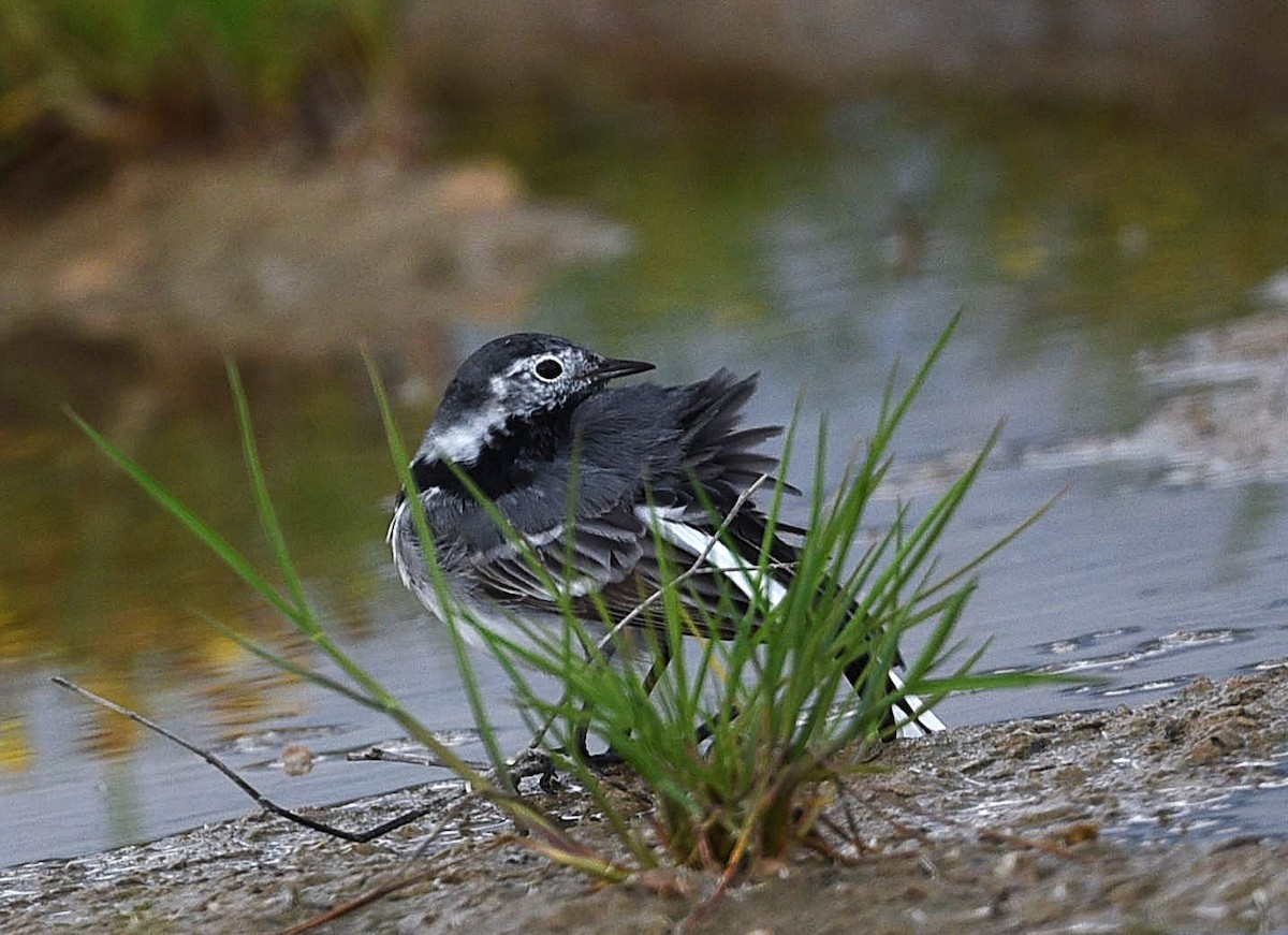 White Wagtail - ML638552377
