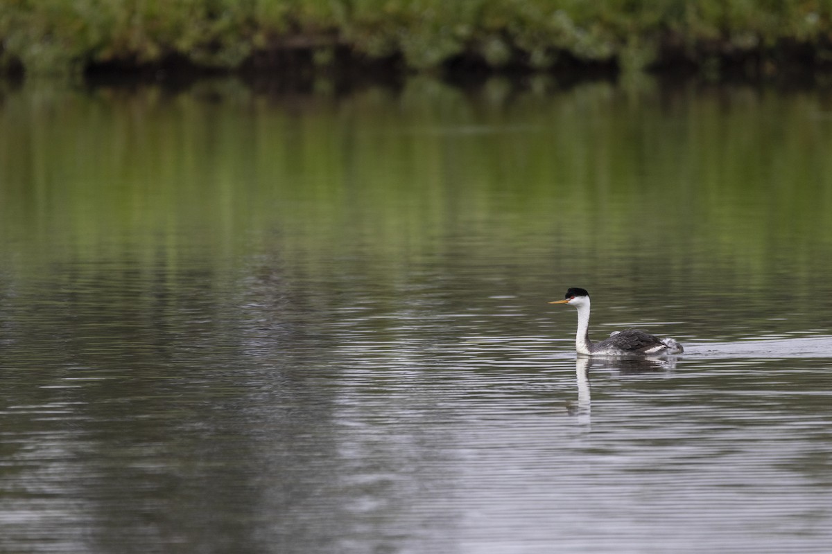 Western x Clark's Grebe (hybrid) - ML638552409